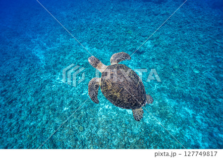 優雅に泳ぐウミガメ 優雅に泳ぐウミガメ 127749817
