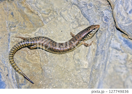 Chalcides ocellatus, or the ocellated skink (also known as the eyed skink or gongilo), Crete Chalcides ocellatus, or the ocellated skink (also known as the eyed skink or gongilo), Crete 127749836