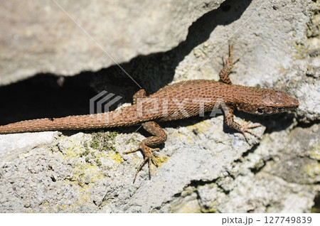 Dalmatian Algyroides (Algyroides nigropunctatus) on the Grammos Mountain, northwestern Greece Dalmatian Algyroides (Algyroides nigropunctatus) on the Grammos Mountain, northwestern Greece 127749839