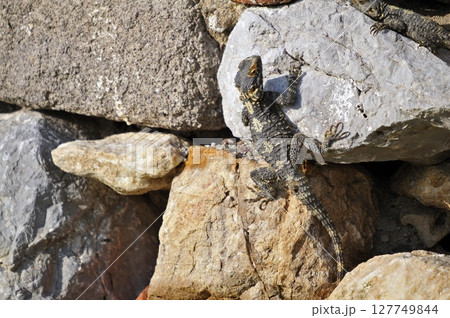 Sling-Tailed Agama (Laudakia stellio), Kos Sling-Tailed Agama (Laudakia stellio), Kos 127749844