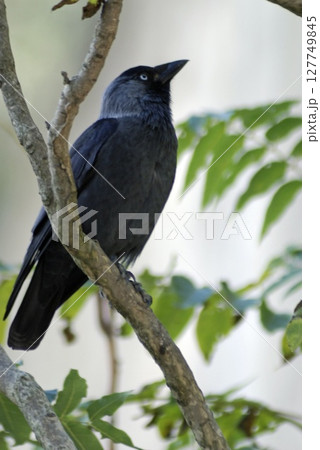 Eurasian Jackdaw (Corvus monedula), Greece Eurasian Jackdaw (Corvus monedula), Greece 127749845