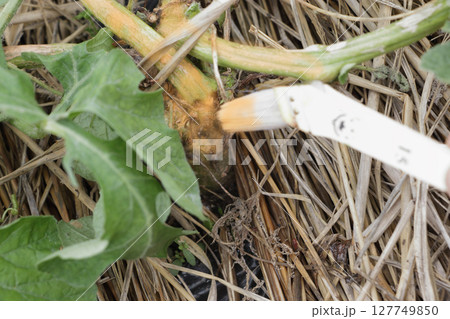 スイカのツルワレ病 127749850