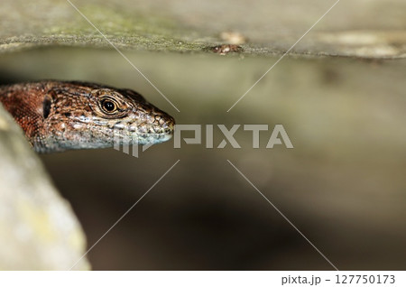 Dalmatian Algyroides (Algyroides nigropunctatus), Greece 127750173