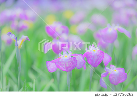 花菖蒲の花が咲く日本の風景 127750262