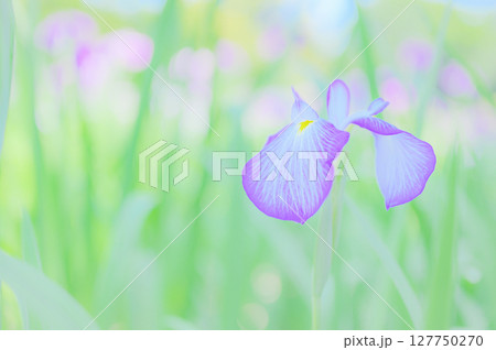 花菖蒲の花が咲く日本の風景 127750270