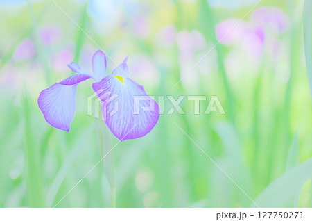 花菖蒲の花が咲く日本の風景 花菖蒲の花が咲く日本の風景 127750271