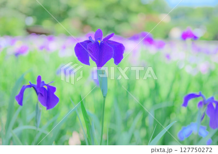 花菖蒲の花が咲く日本の風景 127750272