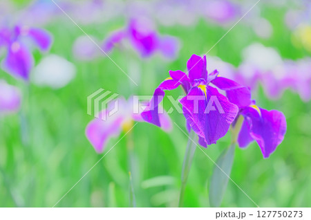 花菖蒲の花が咲く日本の風景 127750273