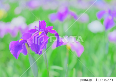 花菖蒲の花が咲く日本の風景 花菖蒲の花が咲く日本の風景 127750274