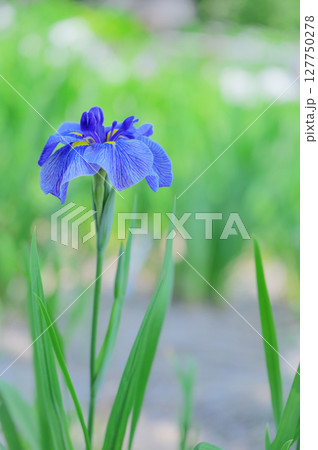 花菖蒲の花が咲く日本の風景 127750278