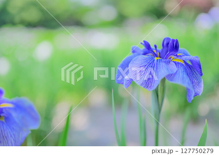 花菖蒲の花が咲く日本の風景 127750279
