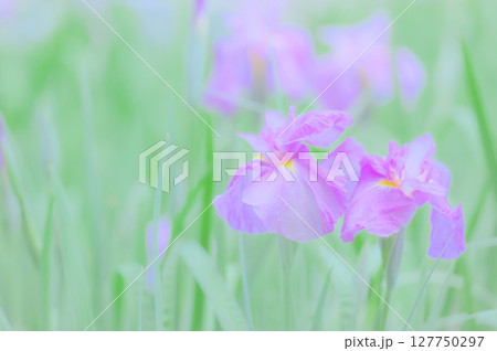 花菖蒲の花が咲く日本の風景 花菖蒲の花が咲く日本の風景 127750297