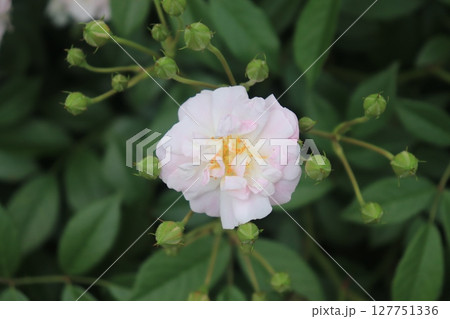 咲き始めた、ばらの花のアップ 127751336