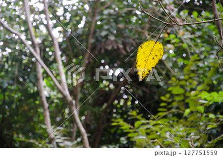 Leaf tree in a forest. Leaf tree in a forest. 127751559