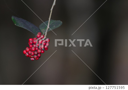 Fruits of coralberry. 127751595
