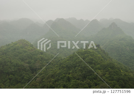 Rainforest in the fog. 127751596
