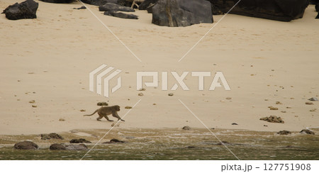 Rhesus macaque running. Rhesus macaque running. 127751908