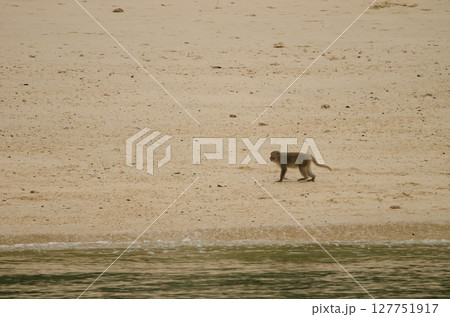 Rhesus macaque on the beach. 127751917
