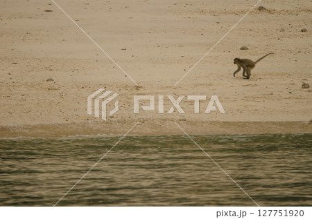 Young rhesus macaque. Young rhesus macaque. 127751920
