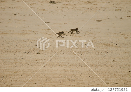 Young rhesus macaques. Young rhesus macaques. 127751921