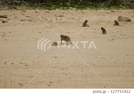 Rhesus macaques on the beach. 127751922