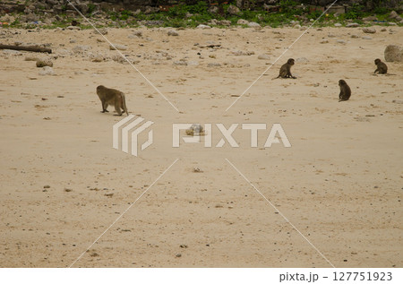 Rhesus macaques on the beach. Rhesus macaques on the beach. 127751923