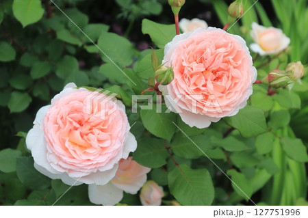 薄ピンクのバラ 127751996
