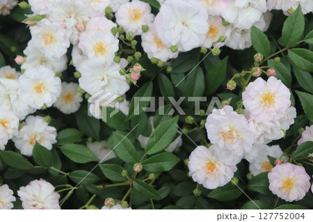 白いバラ 127752004