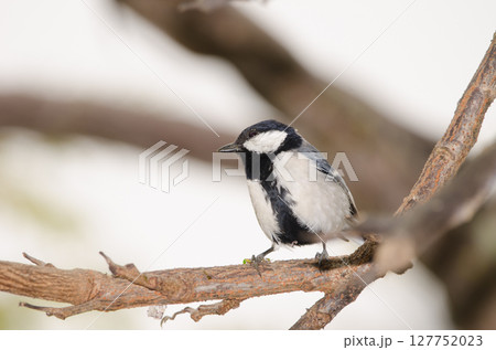 Cinereous tit Parus cinereus. Cinereous tit Parus cinereus. 127752023