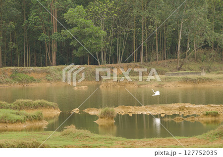 Eastern great egret taking flight. 127752035