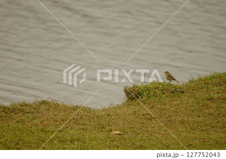 Paddyfield pipit Anthus rufus. 127752043