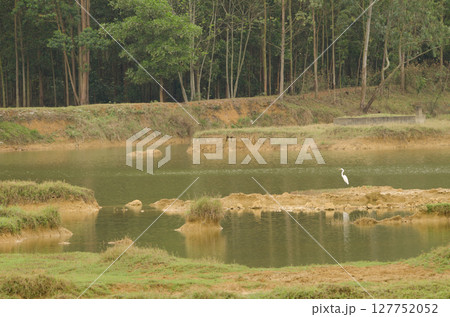 Eastern great egret. Eastern great egret. 127752052