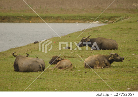 Water buffaloes resting. 127752057