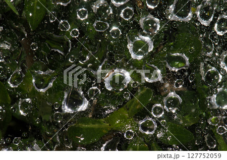 Drops of water on a spider web. Drops of water on a spider web. 127752059