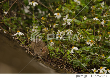 Rat among flowers. 127752065