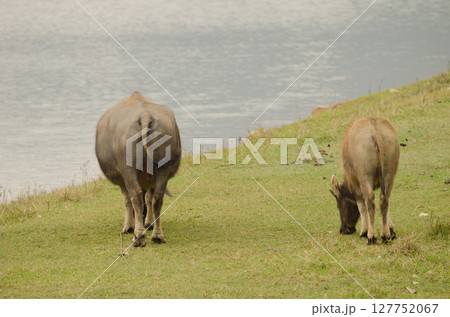 Water buffaloes grazing. 127752067