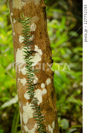 Pothos sp. on a tree trunk. 127752193