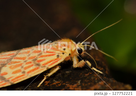 Moth Barsine sp. Moth Barsine sp. 127752221