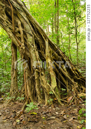 Council tree Ficus altissima. 127752235
