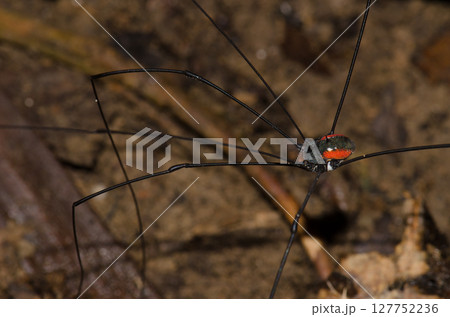 Detail of a harvestman. Detail of a harvestman. 127752236