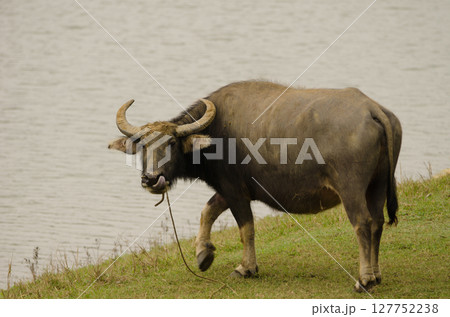 Water buffalo Bubalus bubalis. Water buffalo Bubalus bubalis. 127752238