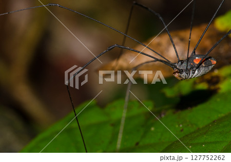 Harvestman on a leaf. 127752262