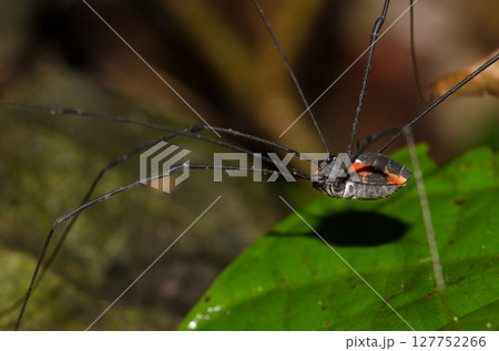 Harvestman on a leaf. Harvestman on a leaf. 127752266