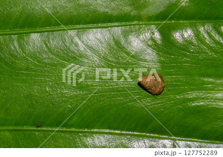 Snail on a leaf. Snail on a leaf. 127752289