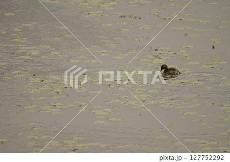 Little grebe feeding. Little grebe feeding. 127752292