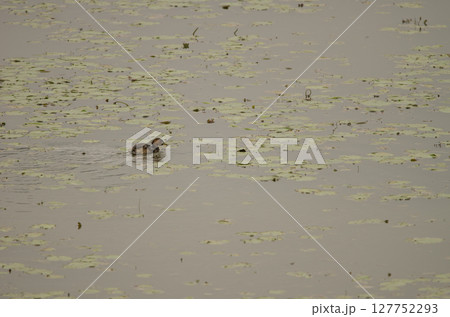 Little grebe in breeding plumage. Little grebe in breeding plumage. 127752293