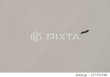 Asian openbill in flight. Asian openbill in flight. 127752296