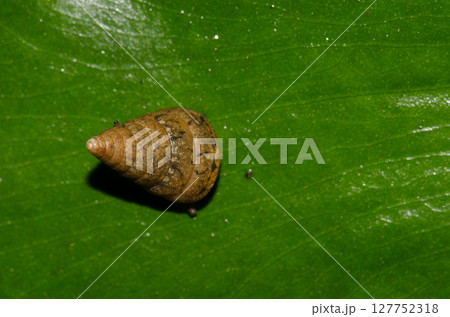 Snail on a leaf. 127752318