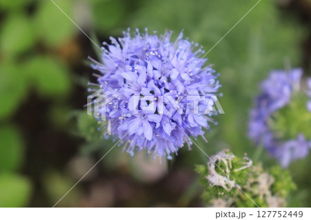 青い花 青い花 127752449