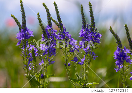 Veronica spicata spiked speedwell syn. Pseudolysimachion spicatum is a species of flowering plant in the family Plantaginaceae Veronica spicata spiked speedwell syn. Pseudolysimachion spicatum is a species of flowering plant in the family Plantaginaceae 127752553